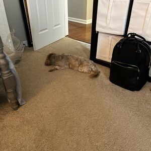 Lo & Sons Black Rowledge backpack. Lightly used.